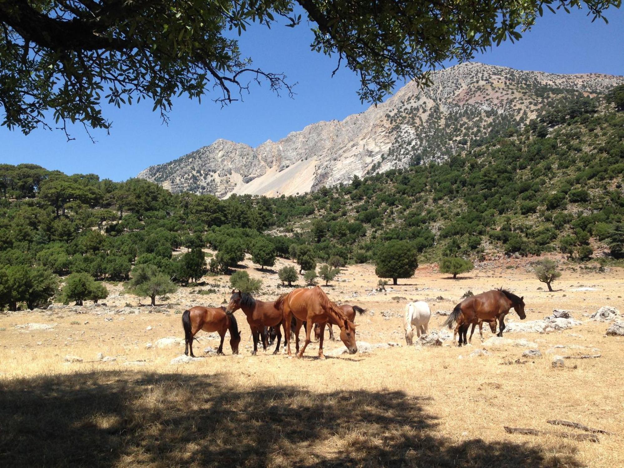 Hotel Babakamp Eco Ranch & Retreat Ölüdeniz Exterior foto